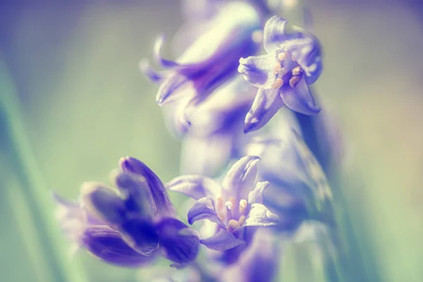 Beautiful detail shots of blue bell (hyacinths) season during the spring. Intense purple / blue color against fresh green