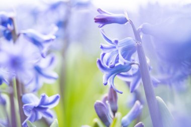 Sıradan sümbül resimlerinin güzel, rüya gibi detayları var.
