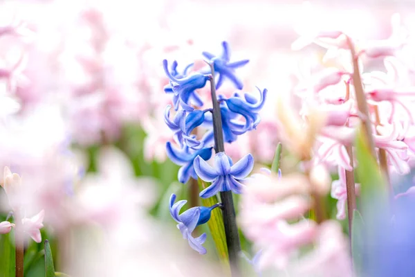 Gran Cama Flores Con Jacintos Multicolores Flores Tradicionales Pascua Fondo — Foto de Stock