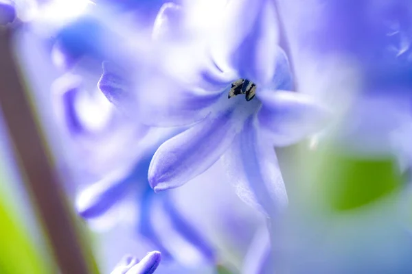 Makro Nahaufnahme Von Hyazinth Violet Spring Blumen Der Duft Blühender — Stockfoto