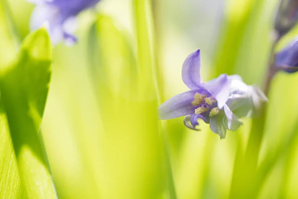 Baharda Mavi Çan Sümbül Mevsiminin Güzel Detaylı Çekimleri Taze Yeşile — Stok fotoğraf