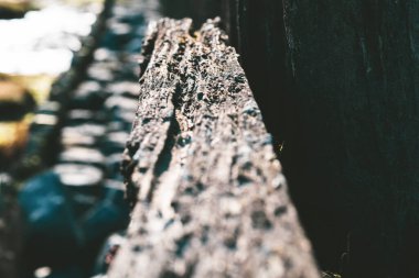 Doğal desenli ahşap arka plan. Yumuşak odaklı eğim ve bahar güneşi ışığı.