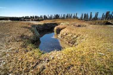 Dokular kuru deniz dibi ve gelgitte eski çukur, kıyı boyunca gelgit bataklığı, Wadden kıyısı boyunca bitkisel çamur düzlükleri, Moddergat, Hollanda