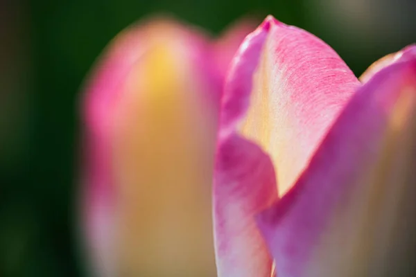 Τούλιπ Φιλντ Όμορφη Τουλίπα Ανάμεσα Στις Τουλίπες Ροζ Τουλίπες Κίτρινη — Φωτογραφία Αρχείου