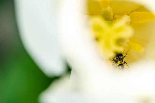 Makroaufnahme Des Herzens Einer Blühenden Tulpe Holland Niederlande — Stockfoto