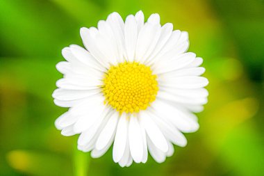 Doğada beyaz dasie çiçeği, Bahçede Beyaz Dasie çiçeklerinin yakın çekimi, Tasarım için çiçek arkaplanı. Tasarım için çiçek arkaplanı konsepti, Seçici ve yumuşak odak.