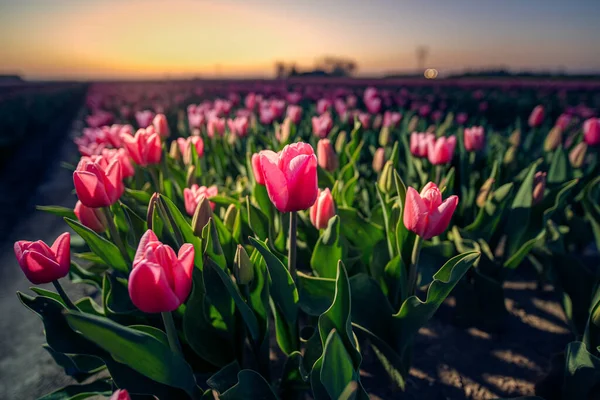 Tulip Flower Field Sundown Netherlands Red Tulips Sky Colours Background — Stock Photo, Image
