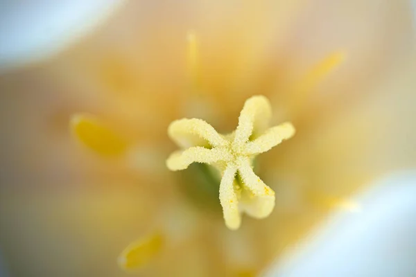 Fondo Floral Abstracto Macro Delicado Enfoque Selectivo Suave Hermoso Pétalo — Foto de Stock