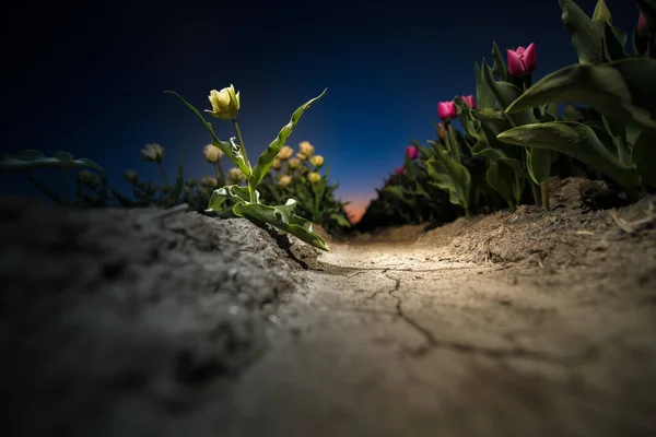 Tulpenbloemenveld Bij Zonsondergang Nederland Witte Rode Tulpen Met Luchtkleuren Achtergrond — Stockfoto