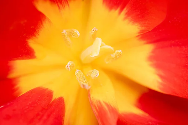 Fondo Floral Abstracto Macro Delicadas Flores Tulipán Rojo Amarillo Enfoque — Foto de Stock