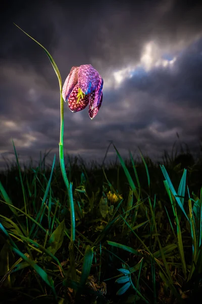 Frühling Blüht Die Kiebitzblume Fritillaria Meleagris Mit Violett Gefleckten Weißen — Stockfoto