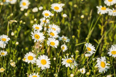 Meadow bir sürü güzel papatyayla dolu. Yeşil arka planda papatyalar. Papatyalar çayırlarda yetişiyor..