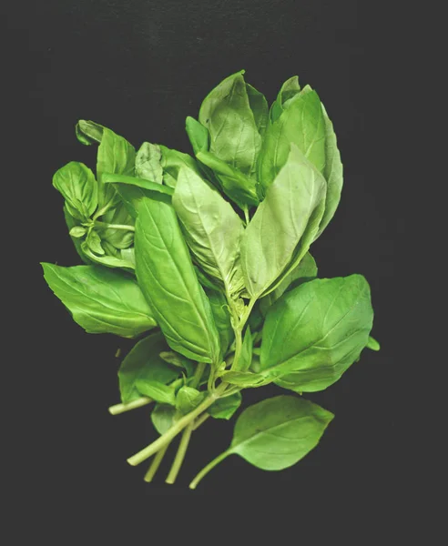 Fresh basil herb on black background — Stock Photo, Image