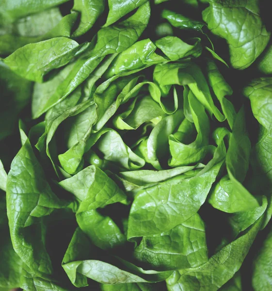 Fresh green salad background — Stock Photo, Image