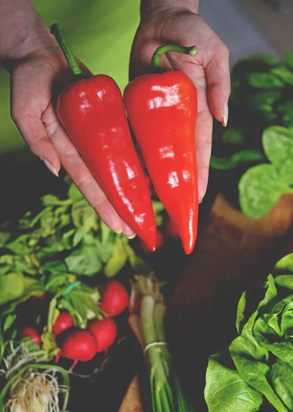 Rábano pimiento rojo fresco en la mano de la mujer — Foto de Stock