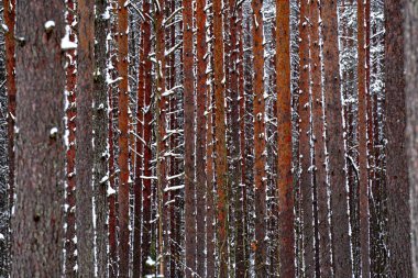 Çam ormanı ağaç gövdeleri ve kış günü karla kaplı çam ağacı. Güzel doğal dokulu orman arka planı           