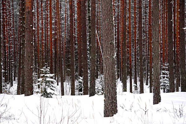 Pine Forest Tree Trunks Spruce Tree Covered Snow Winter Day — Stock Photo, Image