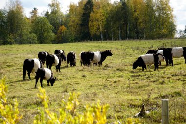 Kemerli Galloway, Letonya 'da sisli bir sonbahar çayırında siyah ve beyaz inekler. Yeşil çayır üzerinde siyah beyaz inek                           