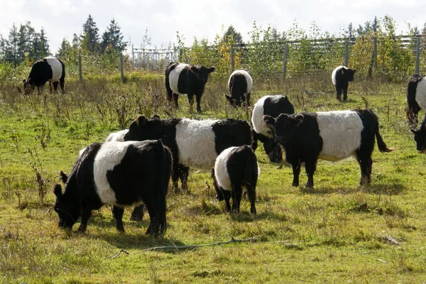 Gürtelgalloway Schwarz Weiße Kühe Auf Einer Nebligen Herbstwiese Lettland Schwarz — Stockfoto