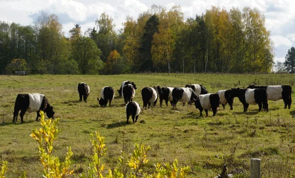 Vacas Pretas Brancas Belted Galloway Prado Outono Enevoado Letônia Vaca — Fotografia de Stock