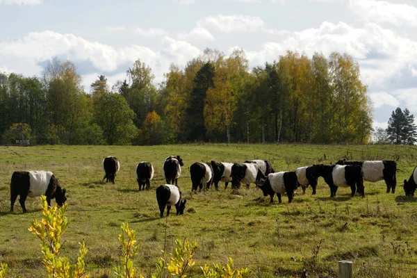 Vacas Pretas Brancas Belted Galloway Prado Outono Enevoado Letônia Vaca — Fotografia de Stock