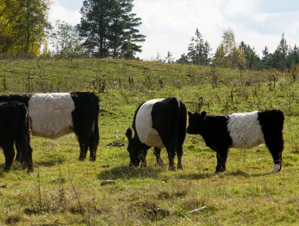 Vacas Pretas Brancas Belted Galloway Prado Outono Enevoado Letônia Vaca — Fotografia de Stock