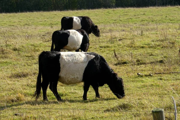 Bältade Galloway Svarta Och Vita Korna Dimmig Höstäng Lettland Svart — Stockfoto