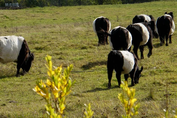 Les Vaches Noires Blanches Belted Galloway Dans Une Prairie Automne — Photo