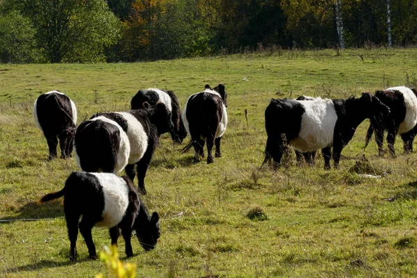 Gürtelgalloway Schwarz Weiße Kühe Auf Einer Nebligen Herbstwiese Lettland Schwarz — Stockfoto