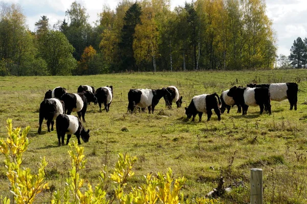 Vacas Pretas Brancas Belted Galloway Prado Outono Enevoado Letônia Vaca — Fotografia de Stock