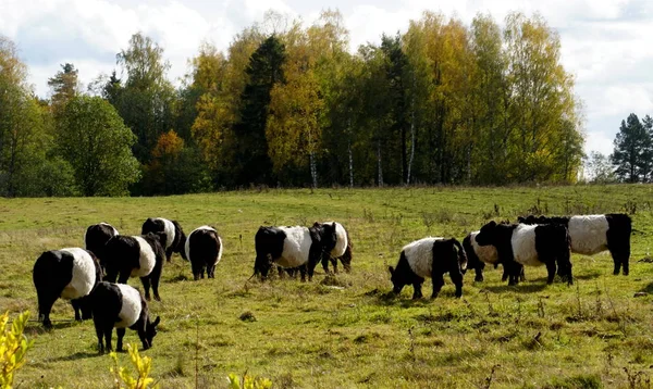 Vacas Pretas Brancas Belted Galloway Prado Outono Enevoado Letônia Vaca — Fotografia de Stock