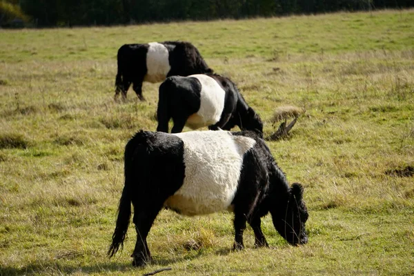 Belted Galloway Vacas Blancas Negras Prado Nublado Otoño Letonia Vaca — Foto de Stock