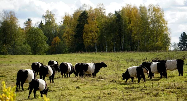 Vacas Pretas Brancas Belted Galloway Prado Outono Enevoado Letônia Vaca — Fotografia de Stock