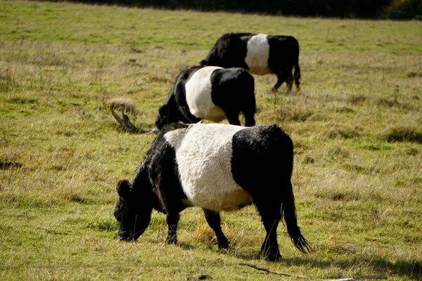 Belted Galloway Black White Cows Misty Autumn Meadow Latvia Black — Stock Photo, Image