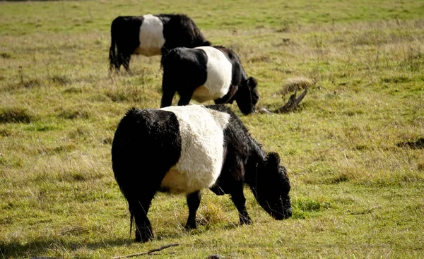 Vacas Pretas Brancas Belted Galloway Prado Outono Enevoado Letônia Vaca — Fotografia de Stock