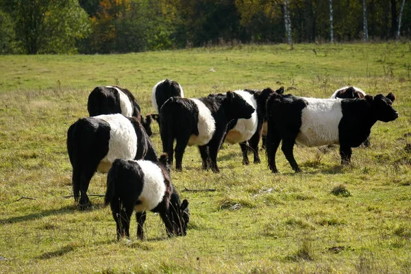 Gürtelgalloway Schwarz Weiße Kühe Auf Einer Nebligen Herbstwiese Lettland Schwarz — Stockfoto