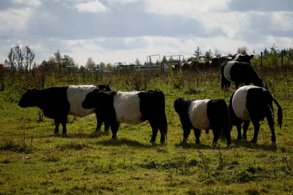 Vacas Pretas Brancas Belted Galloway Prado Outono Enevoado Letônia Vaca — Fotografia de Stock