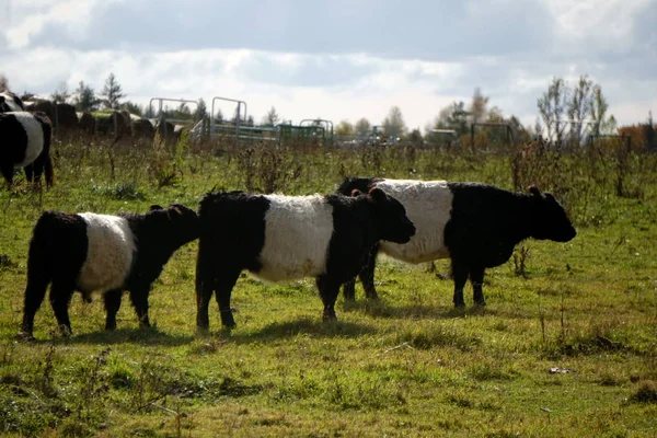 Vacas Pretas Brancas Belted Galloway Prado Outono Enevoado Letônia Vaca — Fotografia de Stock