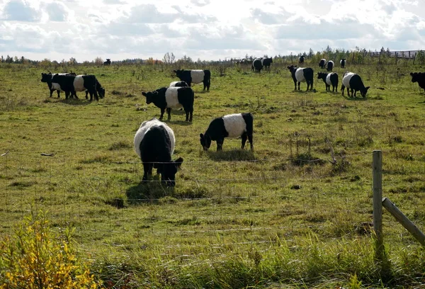 Gürtelgalloway Schwarz Weiße Kühe Auf Einer Nebligen Herbstwiese Lettland Schwarz — Stockfoto