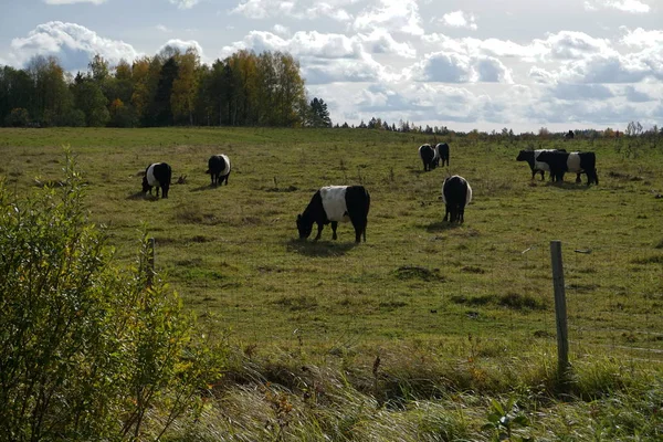 Vacas Pretas Brancas Belted Galloway Prado Outono Enevoado Letônia Vaca — Fotografia de Stock