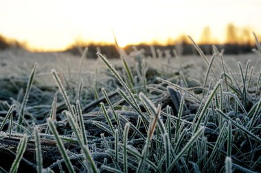 Çimlerde buz var. Çayırlardaki buz kristalleri yakınlaşıyor. Doğanın arka planı. Çayırda sabah donması ve sarı güneş ışığı olan çimenler, gün doğumunda çayırda donmuş çimenler. Kış buzlu arka plan..       