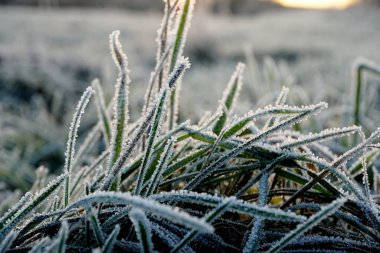 Çimlerde buz var. Çayırlardaki buz kristalleri yakınlaşıyor. Doğanın arka planı. Çayırda sabah donması ve sarı güneş ışığı olan çimenler, gün doğumunda çayırda donmuş çimenler. Kış buzlu arka plan..