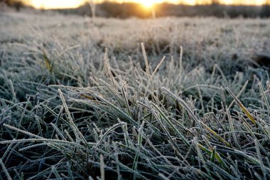 Çimlerde buz var. Çayırlardaki buz kristalleri yakınlaşıyor. Doğanın arka planı. Çayırda sabah donması ve sarı güneş ışığı olan çimenler, gün doğumunda çayırda donmuş çimenler. Kış buzlu arka plan..