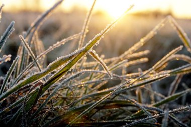 Çimlerde buz var. Çayırlardaki buz kristalleri yakınlaşıyor. Doğanın arka planı. Çayırda sabah donması ve sarı güneş ışığı olan çimenler, gün doğumunda çayırda donmuş çimenler. Kış buzlu arka plan..   