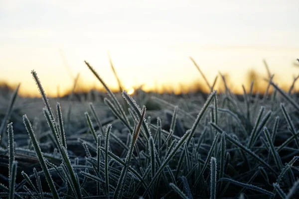 Frost Het Gras Ijskristallen Weidegras Van Dichtbij Natuur Achtergrond Gras — Stockfoto