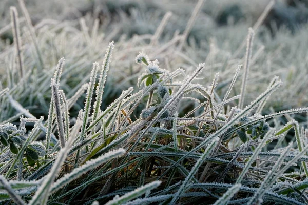 Frost on the grass. Ice crystals on meadow grass close up. Nature background.Grass with morning frost and yellow sunlight in the meadow, Frozen grass on meadow at sunrise light.Winter frosty background.