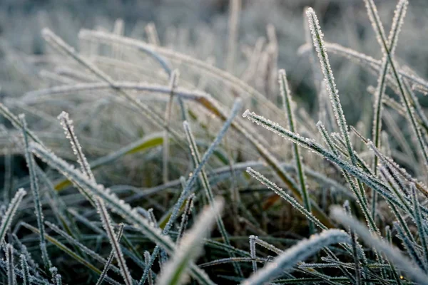 Frost on the grass. Ice crystals on meadow grass close up. Nature background.Grass with morning frost and yellow sunlight in the meadow, Frozen grass on meadow at sunrise light.Winter frosty background.