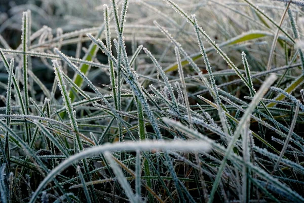 Frost on the grass. Ice crystals on meadow grass close up. Nature background.Grass with morning frost and yellow sunlight in the meadow, Frozen grass on meadow at sunrise light.Winter frosty background.