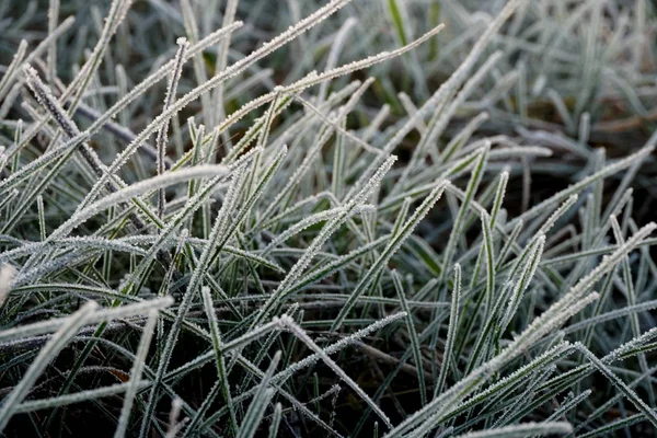 Frost on the grass. Ice crystals on meadow grass close up. Nature background.Grass with morning frost and yellow sunlight in the meadow, Frozen grass on meadow at sunrise light.Winter frosty background.