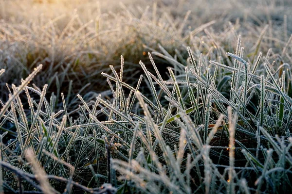 Frost on the grass. Ice crystals on meadow grass close up. Nature background.Grass with morning frost and yellow sunlight in the meadow, Frozen grass on meadow at sunrise light.Winter frosty background.